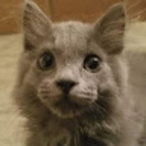 Meet your Posher, Alex